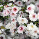 Prunus incisa 'February Pink' - Fujikirsche - zartrosa