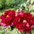 Paeonia suffruticosa rot: Bild 3/8