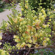 Xanthoceras sorbifolium 'Happy Orange': Bild 5/9