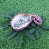 Akebia quinata - Fünfblättrige Akebie