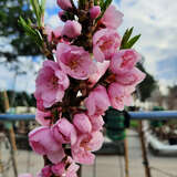 Prunus persica 'Calypso' - Zwergpfirsich