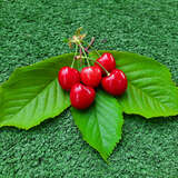 Prunus avium 'Sylvia' - Säulenkirsche