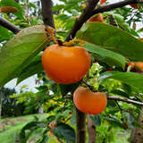 Diospyros kaki 'Vindobona' - Kaki, Kakipflaume