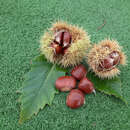 Castanea sativa 'Lyon' - Essbare Edelkastanie, Maroni