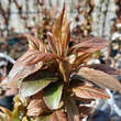 Prunus cerasifera 'Crimson Pointe': Bild 3/5