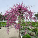 Cercis canadensis 'Lavender Twist' - Hänge-Judasbaum