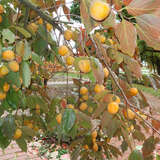 Diospyros kaki 'Neustadt Weinstraße' - Kaki, Kakipflaume