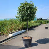 Carpinus betulus 'Murmel' - Zwerg-Hainbuche