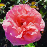 Rose 'The Queen Elizabeth Rose' - Moderne Edelrose