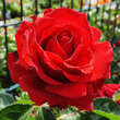 Rose 'Carris': Bild 8/10