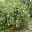 Rosa rubiginosa: Bild 3/4