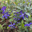 Vinca major ssp balcanica: Bild 4/8