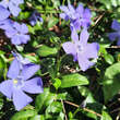 Vinca minor 'La Grave': Bild 4/4