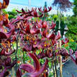 Lilium martagon  'Claude Shride': Bild 2/5