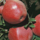 Malus domestica 'Gloster' - Winterapfel