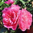 Rose 'Allegro': Bild 1/3