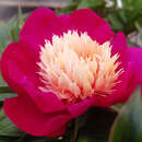 Paeonia lactifl. 'White Cap' - Pfingstrose