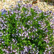 Amsonia orientalis: Bild 3/3