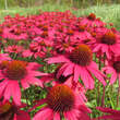 Echinacea purpurea 'Glowing Dream': Bild 2/3