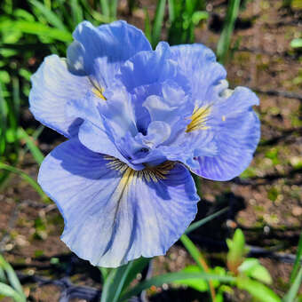 Iris sibirica 'Mission Bay'