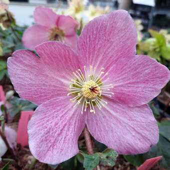 Helleborus niger 'St. Lilli'