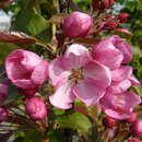 Malus 'Rudolph' - Zierapfel