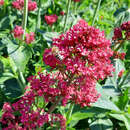 Centranthus ruber 'Coccineus' - Spornblume