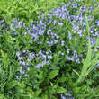 Amsonia orientalis: Bild 2/3