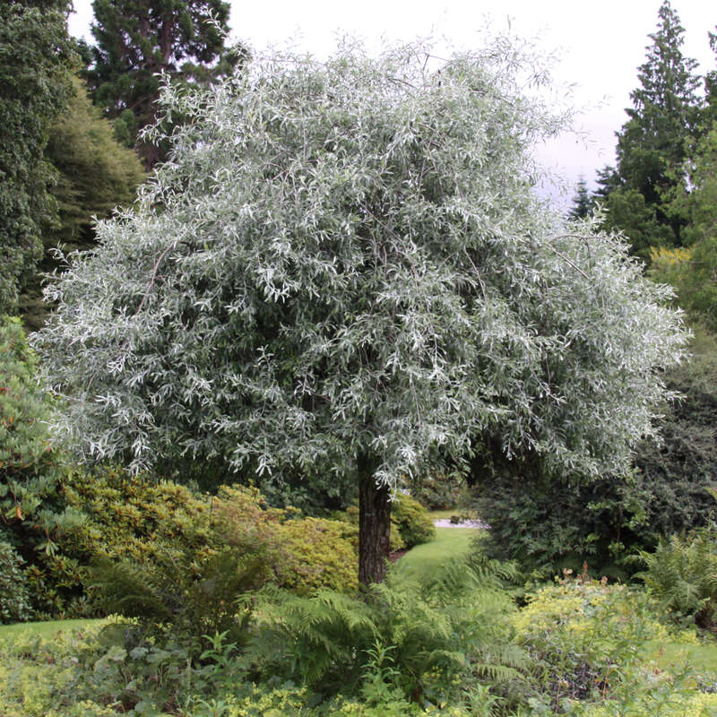 Hängebirne - Pyrus salicifolia 'Pendula' - weiß