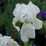 Iris pumila 'Dream Stuff' - Zwerg-Schwertlilie