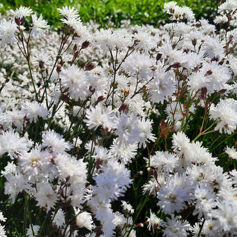 Lychnis flos-cuculi 'Petit Henry'