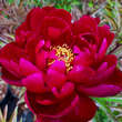 Paeonia lactiflora 'Peter Brand': Bild 4/5