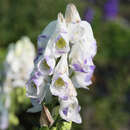 Aconitum carmichaelii 'Cloudy' - Eisenhut