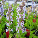 Salvia nemorosa 'Crystal Blue' - Ziersalbei