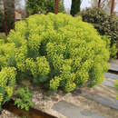 Euphorbia characias wulfenii - Palisaden-Wolfsmilch