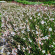 Gaura lindheimeri 'Whirling Butterflies': Bild 9/10