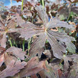 Geranium maculatum 'Espresso' - Amerikan. Wald-Storchschnabel