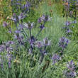 Eryngium planum 'Azureum': Bild 1/4