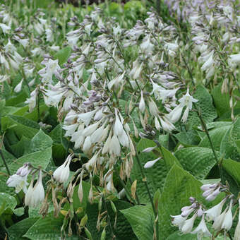 Hosta 'Fortunei Hyacinthina'