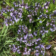 Amsonia orientalis: Bild 1/3