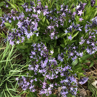 Amsonia orientalis
