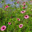 Potentilla nepalensis 'Miss Willmott': Bild 3/5