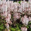 Tiarella 'Spring Symphony': Bild 3/7