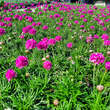 Armeria maritima 'Düsseldorfer Stolz': Bild 2/2