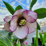 Helleborus orientalis 'Bouquet Picotée' - Schneerose