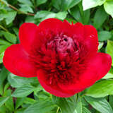 Paeonia lactiflora 'Red Charm' - Pfingstrose