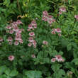 Astrantia major 'Lars': Bild 1/2