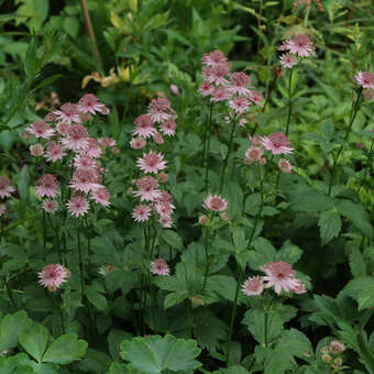 Astrantia major 'Lars'