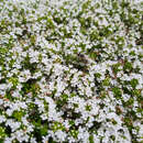 Thymus praecox 'Albiflorus' - Thymian