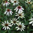 Echinacea purpuera 'Pretty Parasols' (Synonym 'Engeltje'): Bild 3/4